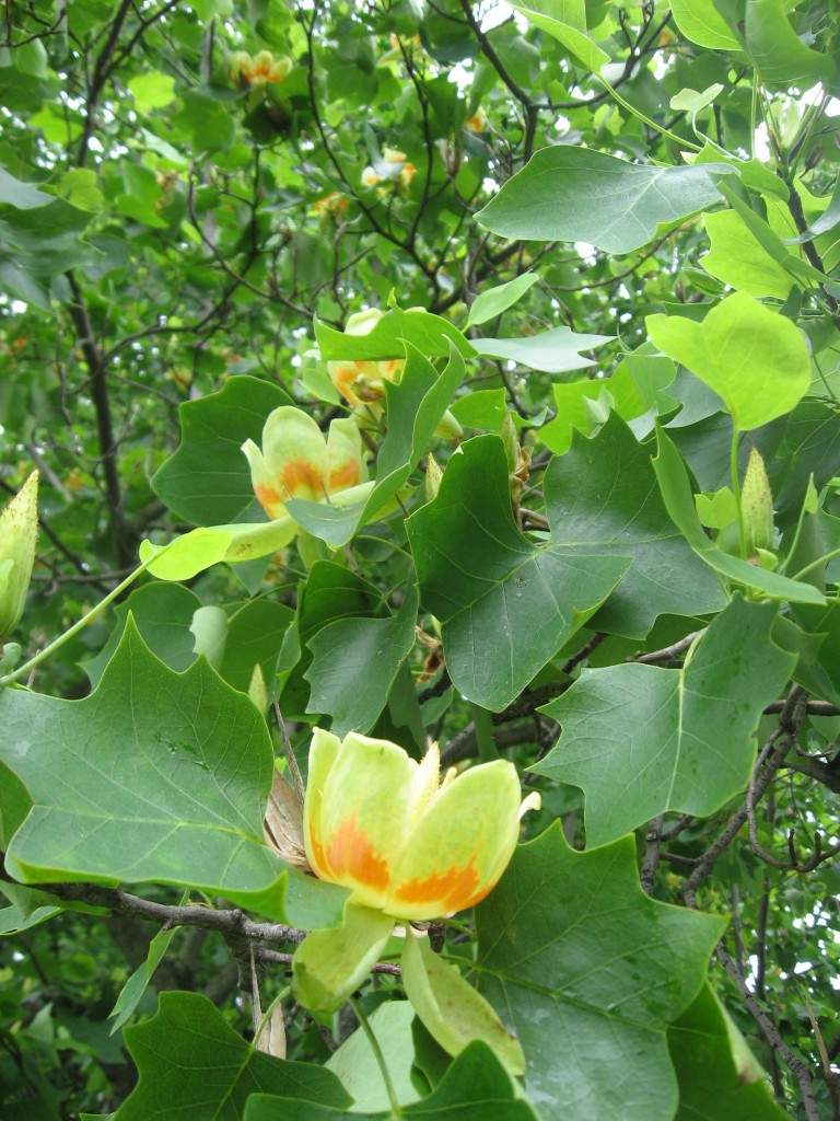 Tulip poplar blooms in West Fairmount Park, Philadelphia, Pennsylvania