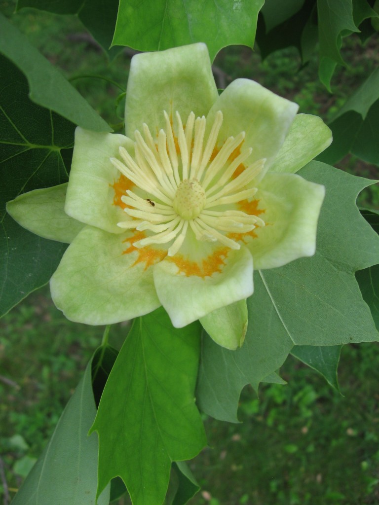 Tulip poplar blooms in West Fairmount Park, Philadelphia, Pennsylvania