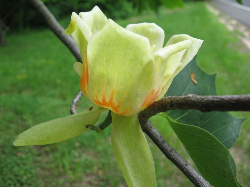 Tulip poplar blooms in West Fairmount Park, Philadelphia, Pennsylvania