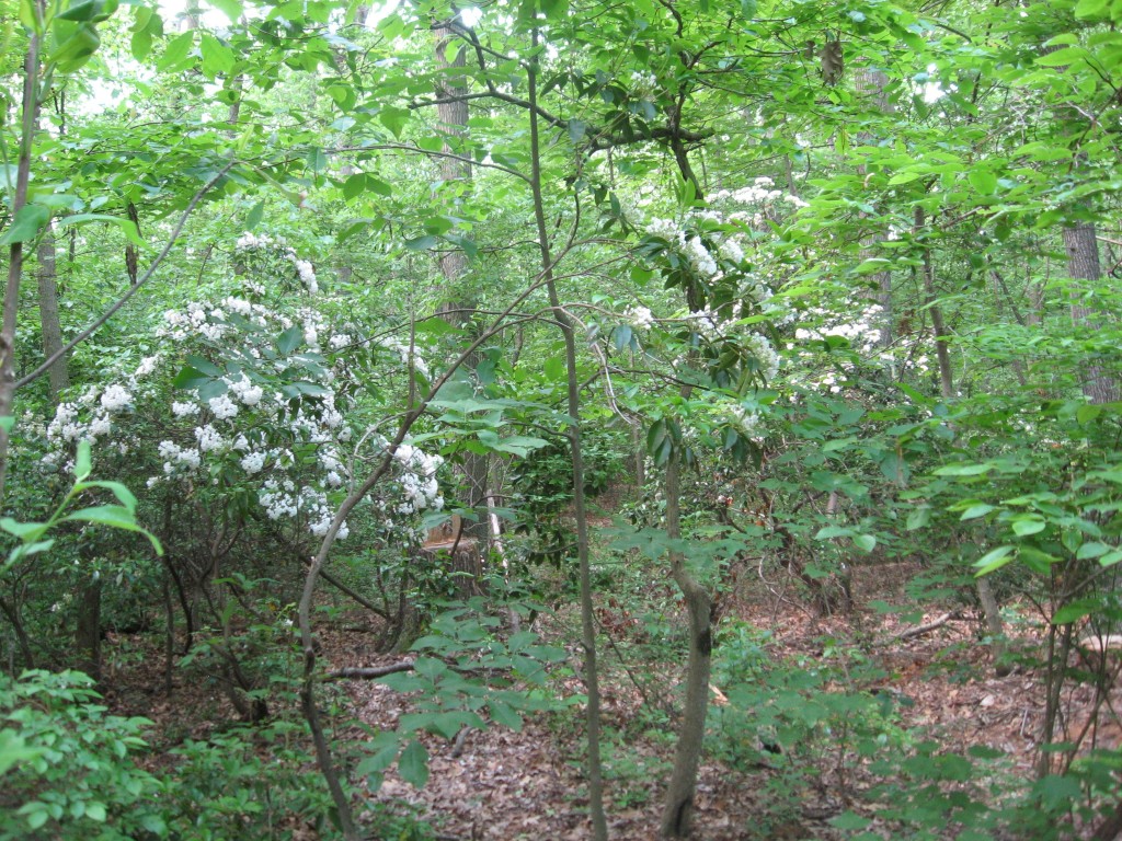 Lewden Green Park, New Castle County, Delaware