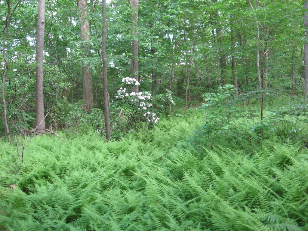 Lewden Green Park, New Castle County, Delaware