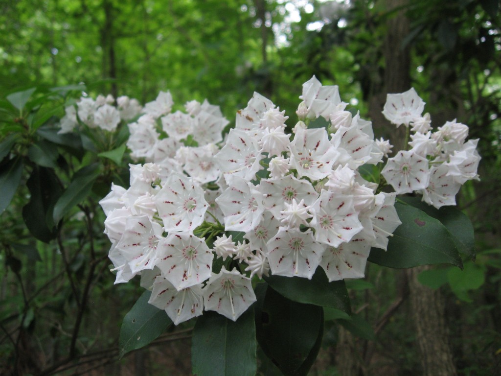 Lewden Green Park, New Castle, Delaware