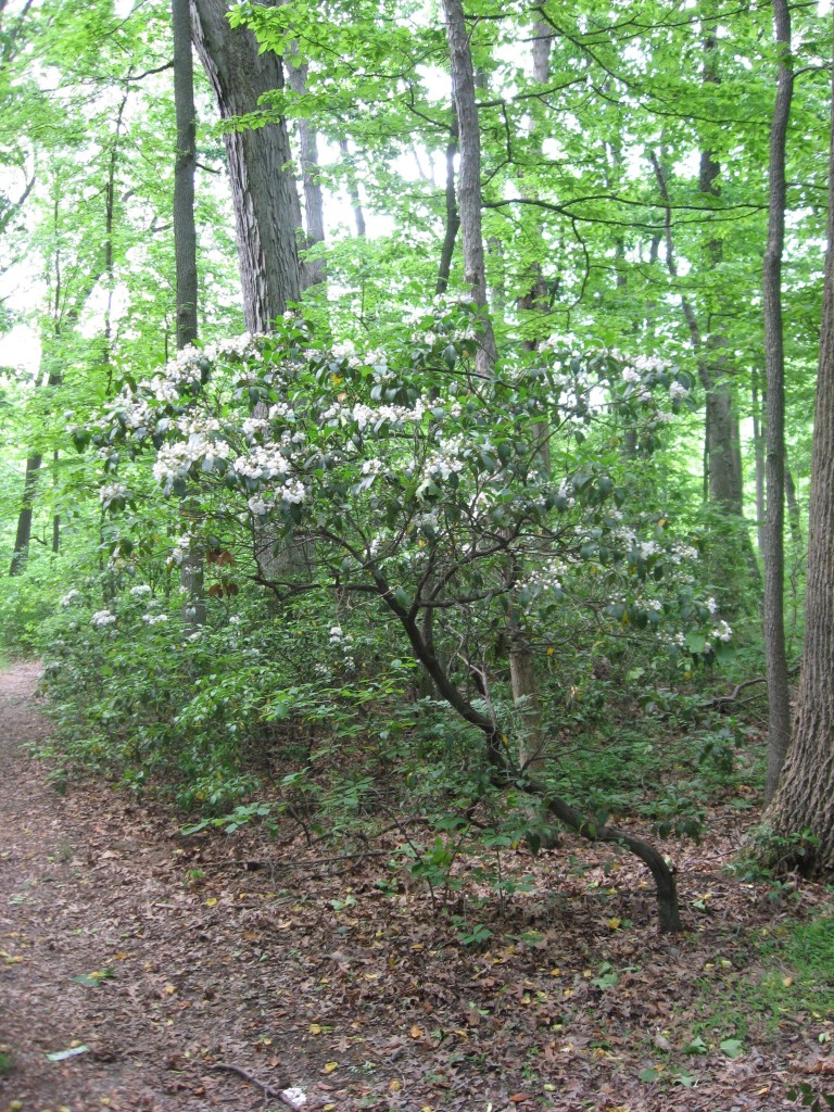 Lewden Green Park, New Castle County, Delaware