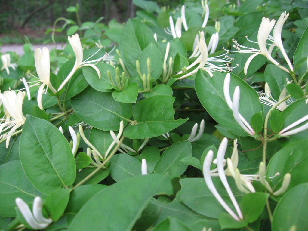 Japanese Honeysuckle, Lewden Green Park, Delaware