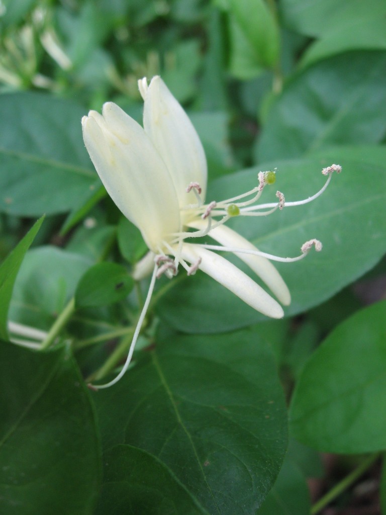 Japanese Honeysuckle, Lewden Green Park, Delaware