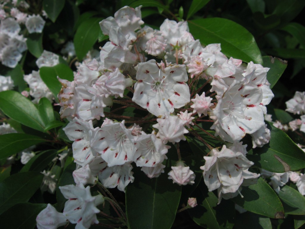 Garden of the Sanguine Root, Philadelphia, Pennsylvania