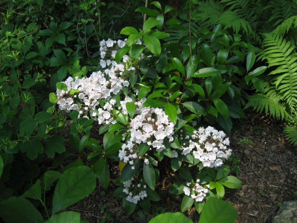 Garden of the Sanguine Root, Philadelphia, Pennsylvania