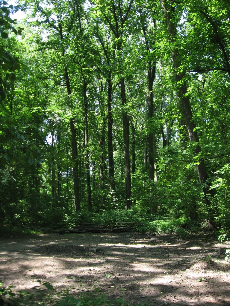 Assault on the Morris Park Woodland Area - Philadelphia, PA