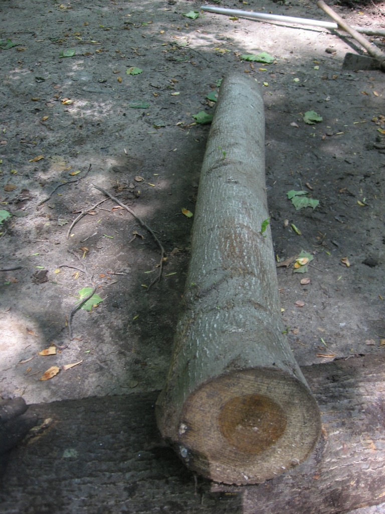 Evidence of a live native tree that was chopped down