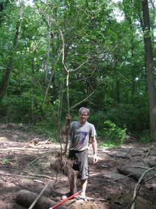 Uprooted Spicebush still Alive in Rubble Pile - Morris Park - Philadelphia, PA