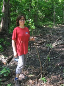 Another Uprooted Spicebush we are trying to save - Morris Park - Philadelphia, PA