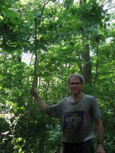 Sean Solomon rescuing Uprooted Hackberrry - Morris Park - Philadelphia, PA