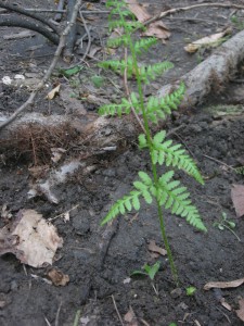 Rescuing a fern from improper land use - Morris Park - Philadelphia, PA