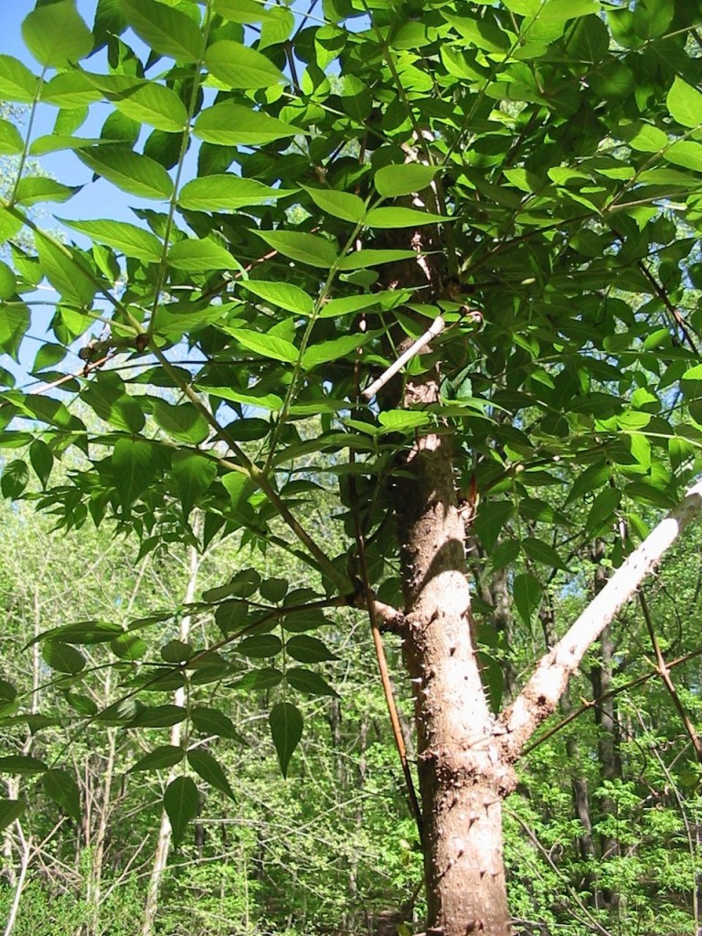 Aralia elata, The Schuylkill Center For Environmental Education, Philadelphia, Pa