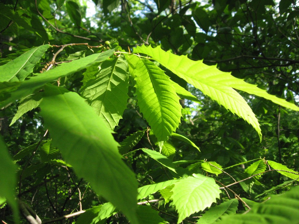 Leaves of the American Chestnut, Morris Park, Philadelphia