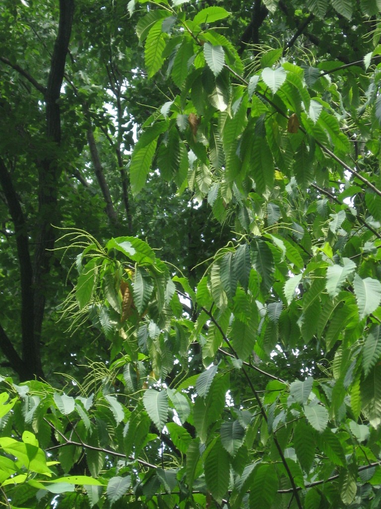 American Chestnut blooms in Morris Park, Philadelphia