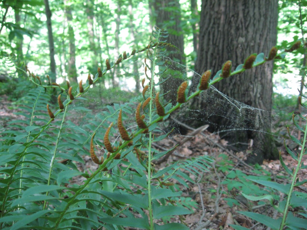 Point pleasant Community park, Bucks County, Pennsylvania