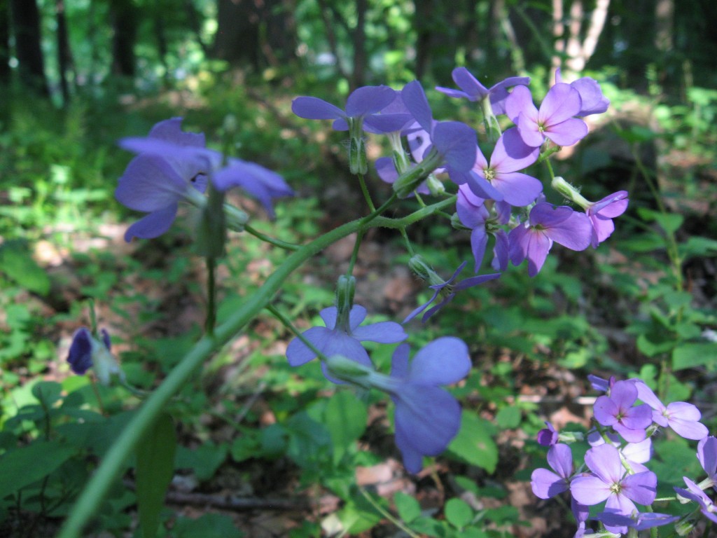 Point pleasant Community park, Bucks County, Pennsylvania