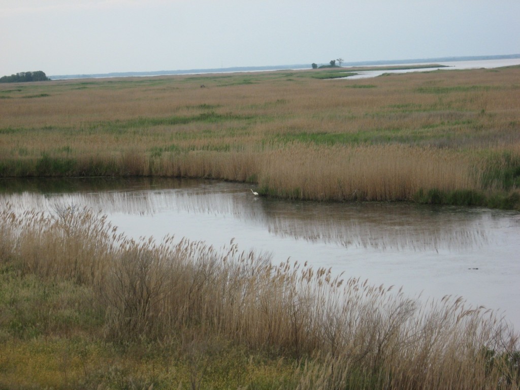 Bombay Hook National Wildlife Refuge, Delaware