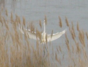 Bombay Hook National Wildlife Refuge, Delaware