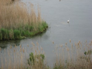 Bombay Hook National Wildlife Refuge, Delaware