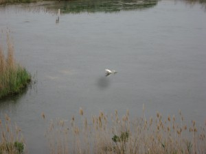 Bombay Hook National Wildlife Refuge, Delaware