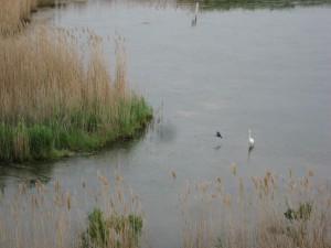 Bombay Hook National Wildlife Refuge, Delaware