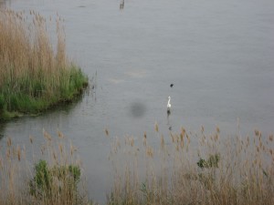 Bombay Hook National Wildlife Refuge, Delaware