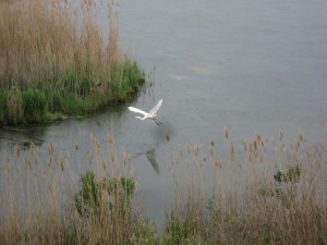 Bombay Hook National Wildlife Refuge, Delaware