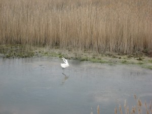 Bombay Hook National Wildlife Refuge, Delaware