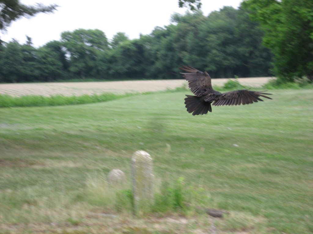 Bombay Hook National Wildlife Refuge, Delaware