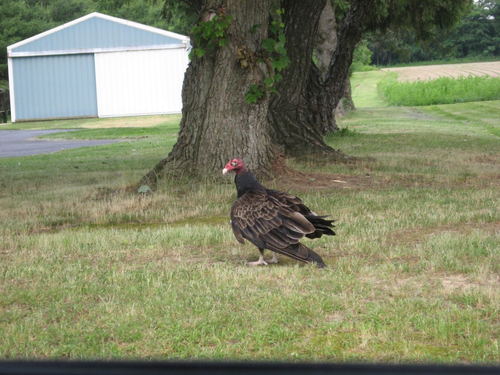 Bombay Hook National Wildlife Refuge, Delaware