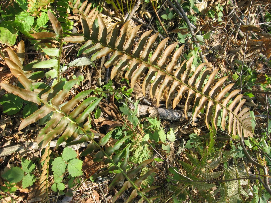 Tornado deforestation, Brimfield State Forest, Brimfield, Massachusetts