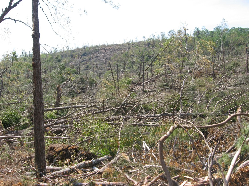 Tornado deforestation, Brimfield State Forest, Brimfield, Massachusetts