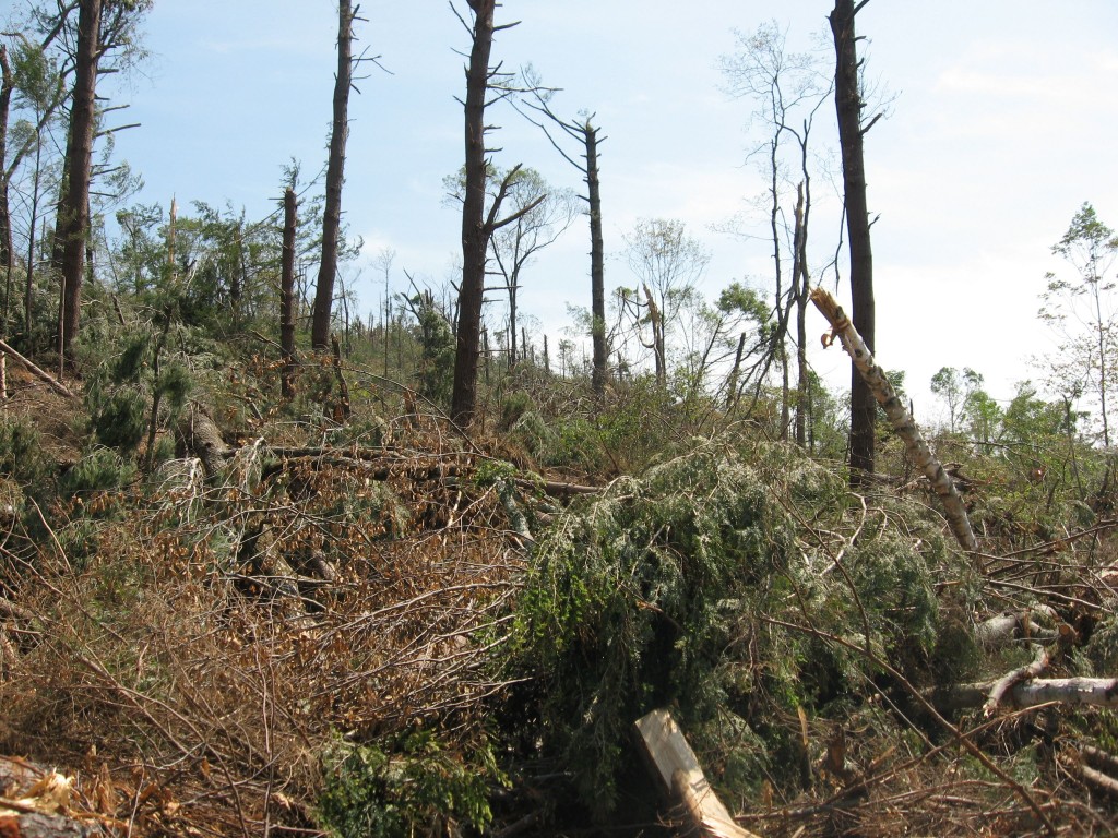 Tornado deforestation, Brimfield State Forest, Brimfield, Massachusetts