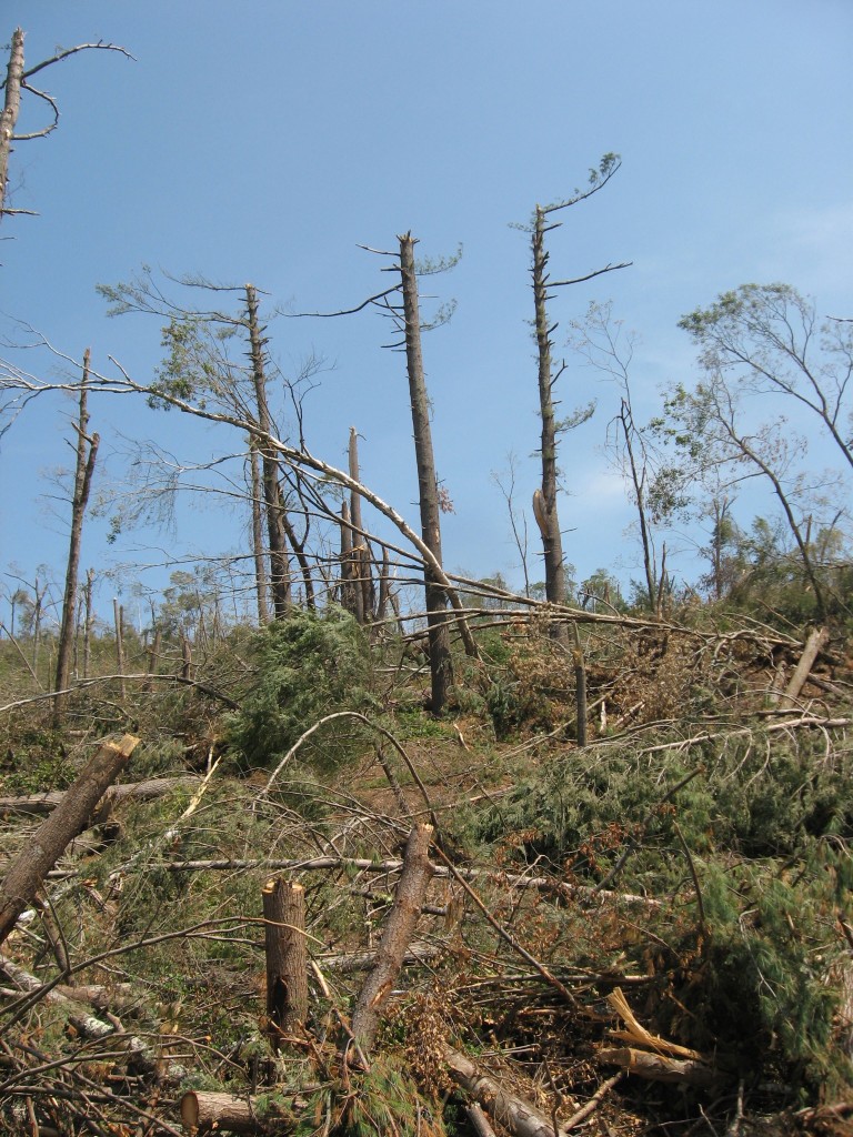 Tornado deforestation, Brimfield State Forest, Brimfield, Massachusetts