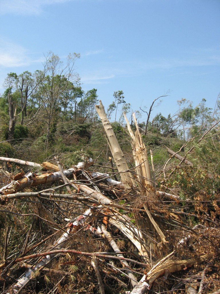 Tornado deforestation, Brimfield State Forest, Brimfield, Massachusetts