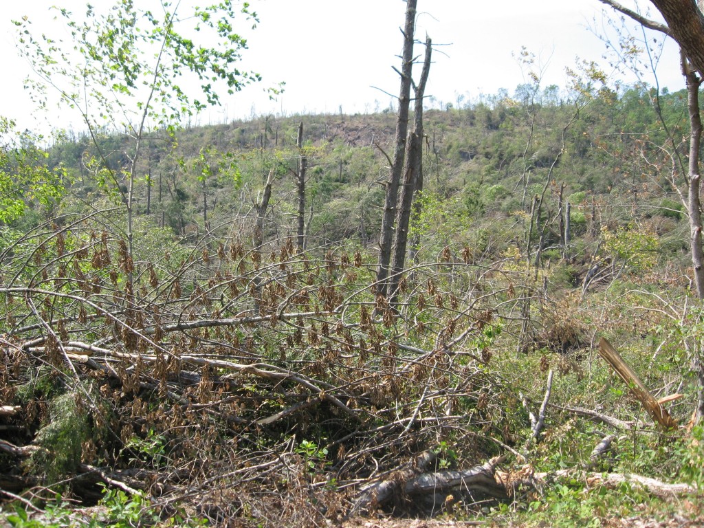 Tornado deforestation, Brimfield State Forest, Brimfield, Massachusetts