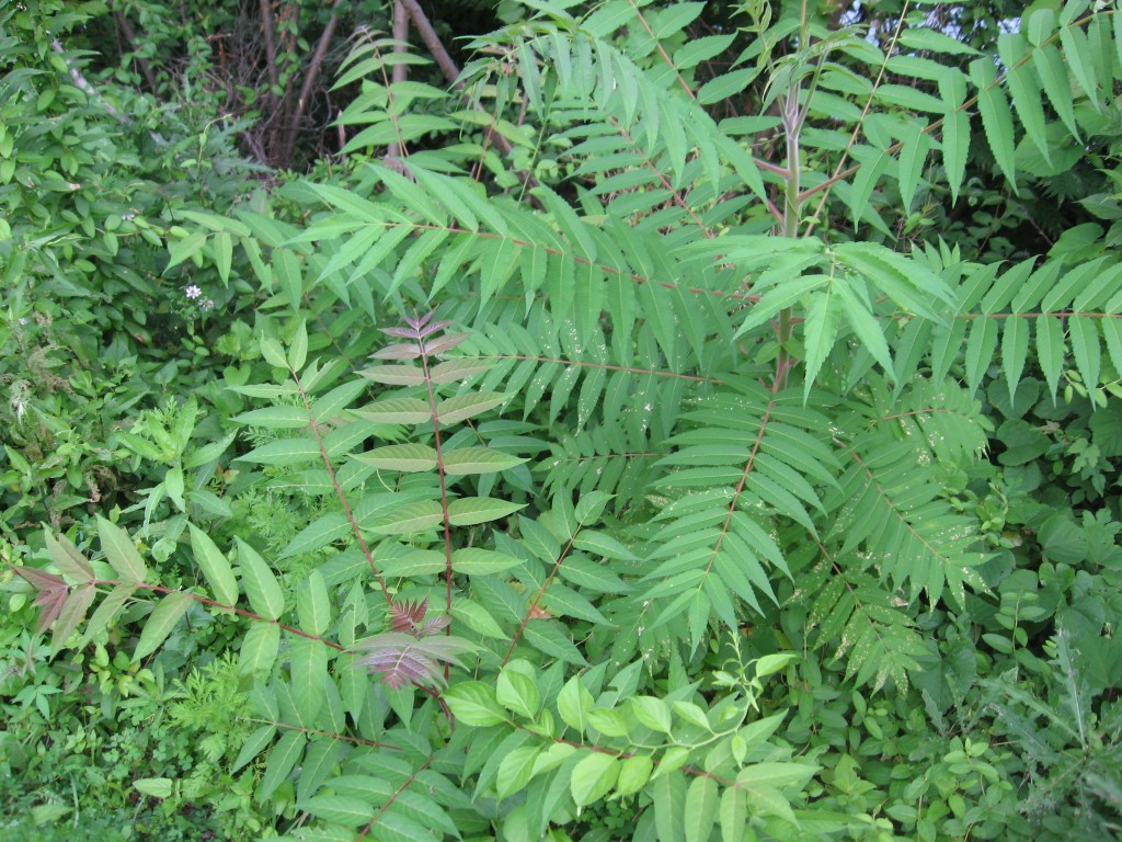 Staghorn Sumac and the Tree of heaven, West Fairmount Park, Philadelphia Pennsylvania