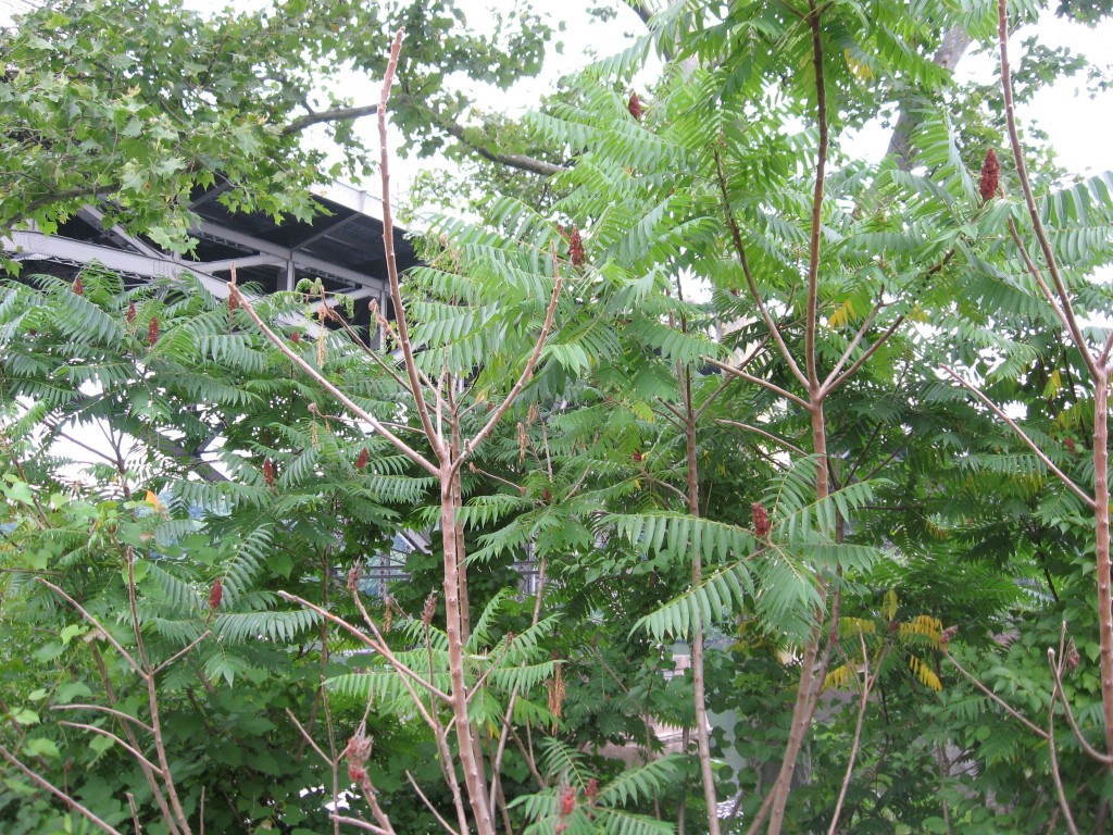 Staghorn Sumac, West Fairmount Park, Philadelphia Pennsylvania