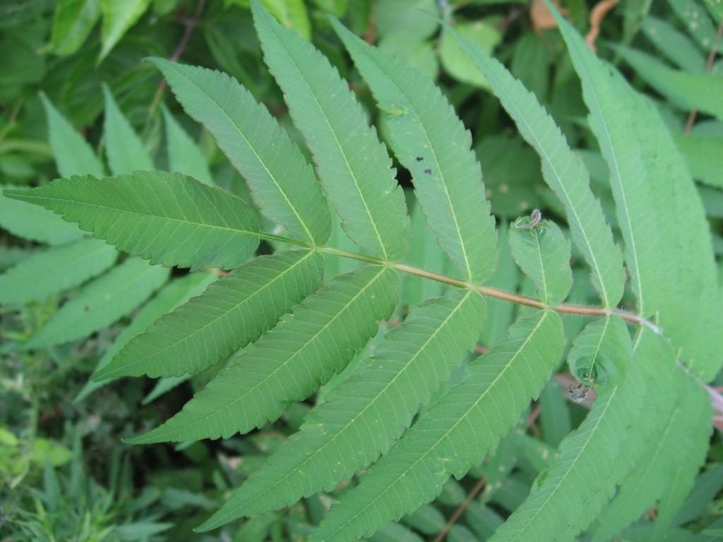 Staghorn Sumac, West Fairmount Park, Philadelphia Pennsylvania