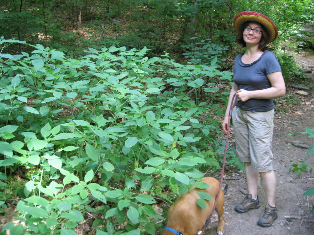 Jewelweed in the Wissahickon, Philadelphia, Pennsylvania