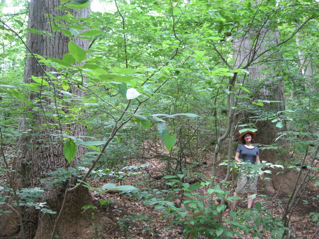 Tulip Poplars in the Wissahickon, Philadelphia, Pennsylvania