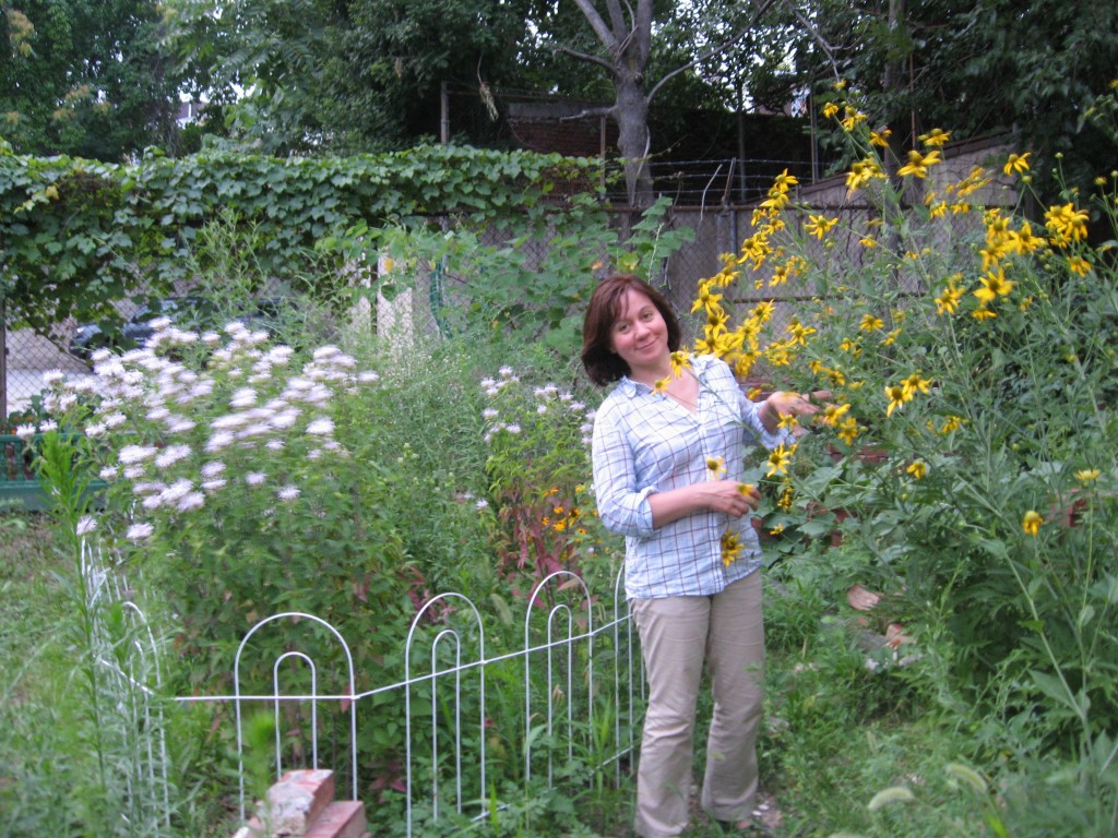 Native wildflowers in the Sanguine Root vegetable garden, Viola street, East Parkside, Philadelphia