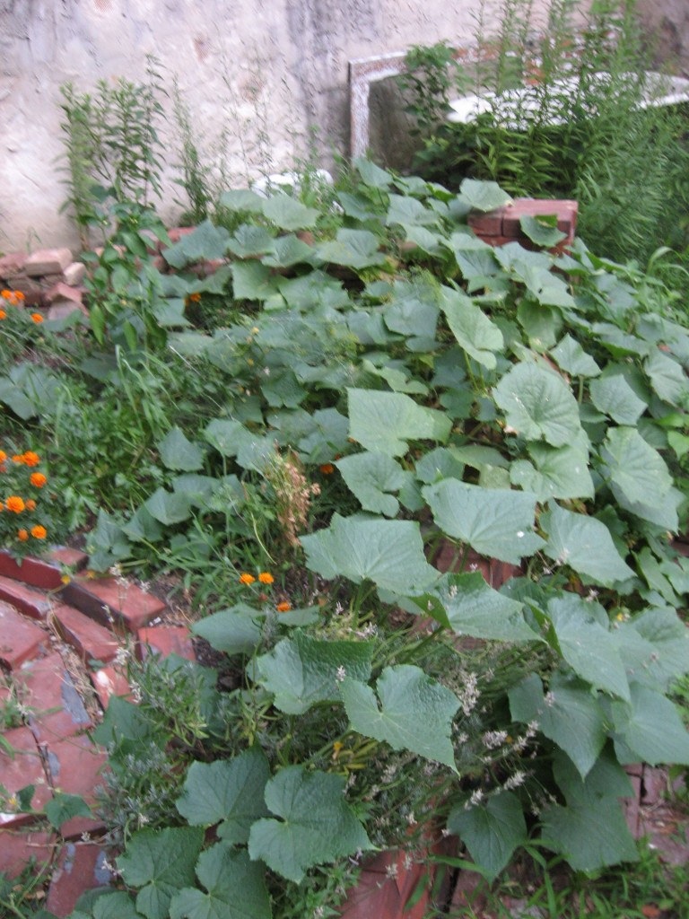 Our one cucumber plant in the Sanguine Root vegetable garden, Viola street, East Parkside, Philadelphia