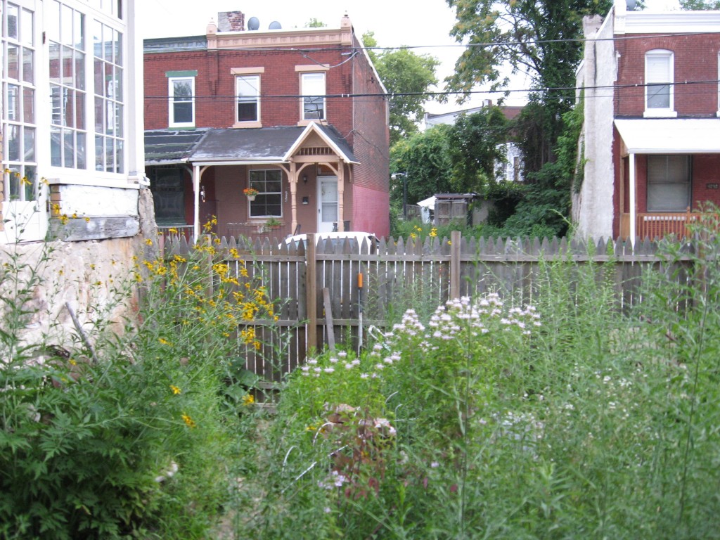 Native wildflowers in the Sanguine Root vegetable garden, Viola street, East Parkside, Philadelphia