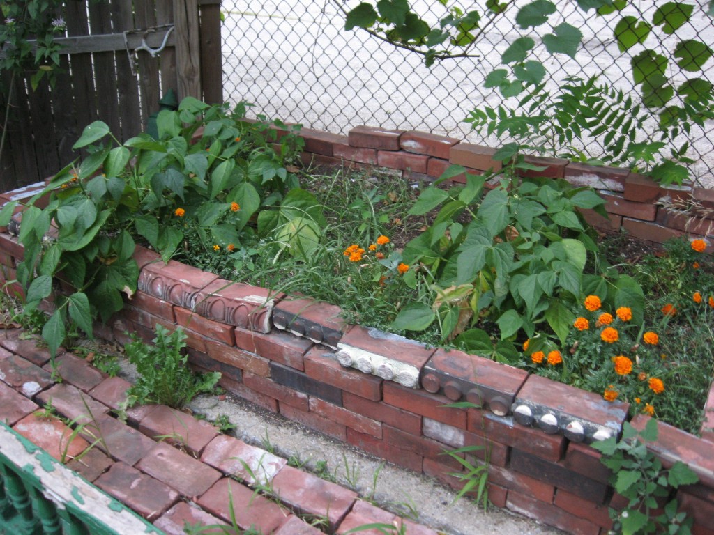 Bed of green beans in the Sanguine Root vegetable garden, Viola street, East Parkside, Philadelphia