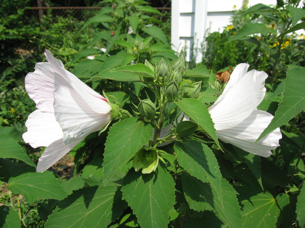 Hibiscus moscheutos, The garden of the Sanguine Root.  The Overbrook neighborhood of Philadelphia Pennsylvania 