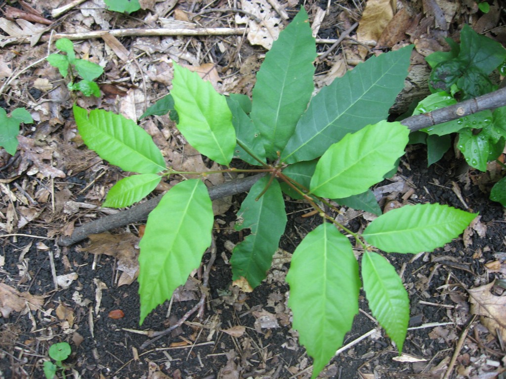 American Chestnut seedling, Morris Park, Philadelphia