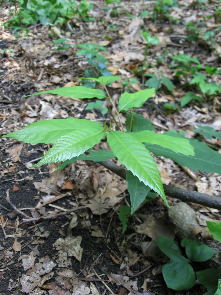 American Chestnut seedling, Morris Park, Philadelphia